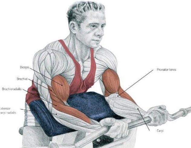 ejercicios biceps aumentar